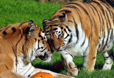 Two Beatiful Tigers - tiger, animals, beautiful, big cat