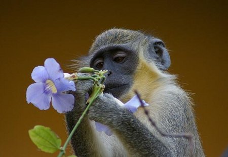 Isn't this Pretty?? - monkeys, primates, flowers, animals