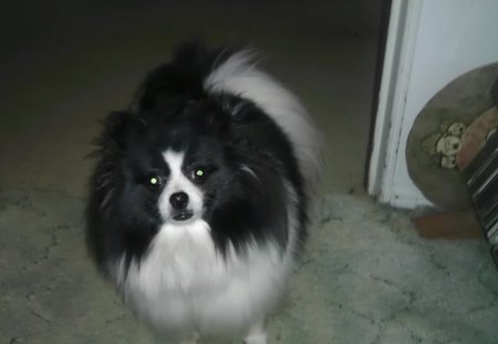 Pepe LePu all grown up. - pomeranian, pepe lepu, black and white beauty, dog