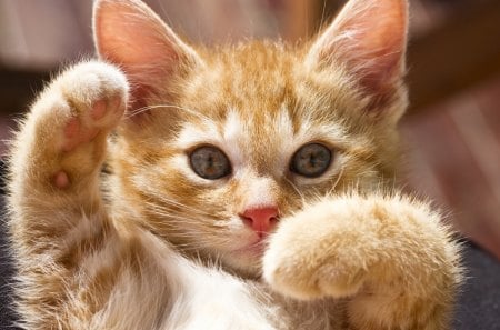 Cute kitten - cat, kitty, orange, cute, kitten