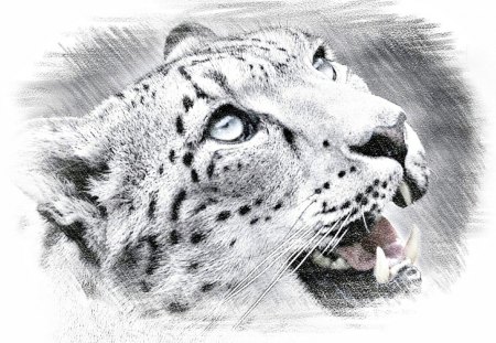 Pencil Sketch of Leopard - sketch, nature, leopard, pencil