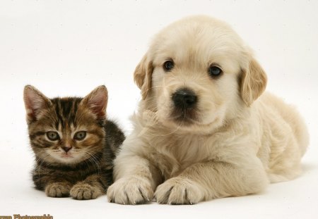 Kitten and Puppy - tabby, puppy, cannie, golden retriever, feline, kitten