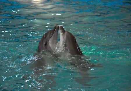 Dolphin couple - water, love, couple, dolphin