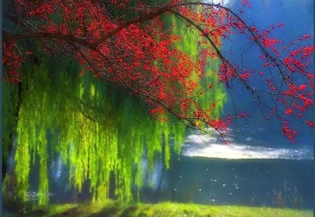 Lakeside - red, lake, water, willow, sunlight, trees