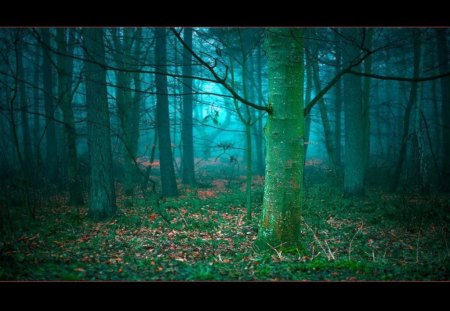 Evening forest - forest, evening, light, trees, blue