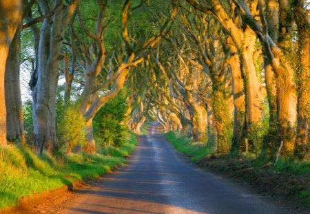 Twists - trees, forest, green, road, gold