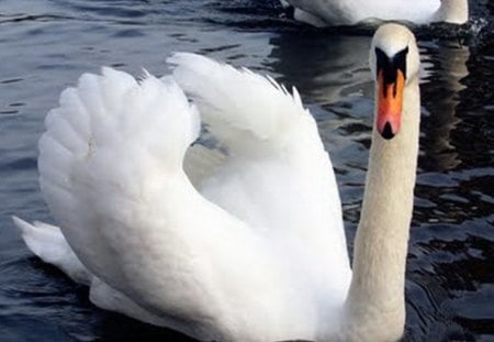 Regent Park - bird, white, Regent park, swan, swim