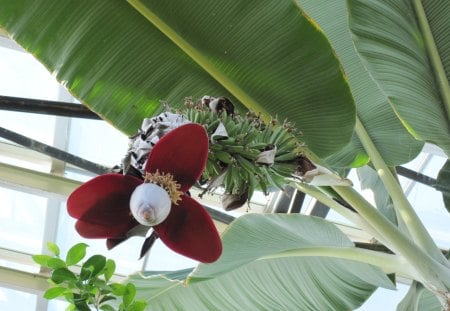 A perfect day at Edmonton garden 06 - white, banana, brown, flowers, photography, green