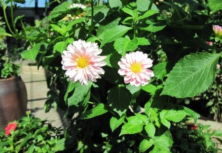 A perfect day at Edmonton garden 09 - white, Flowers, yellow, green, photography, dahlia, leaves