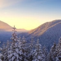 Snow Covered Fir Trees