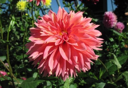 A perfect day at Edmonton garden 10 - Dahlia, Flowers, yellow, photography, pink, orange, red, green, garden