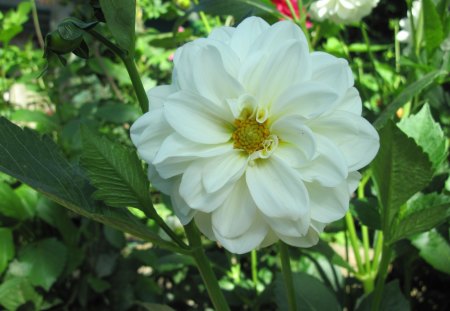 A perfect day at Edmonton garden 17 - Dahlia, white, Flowers, yellow, garden, green, photography