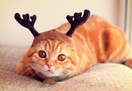 Cute cat - kitty, animals, look, cute, pet, cat, deer hat