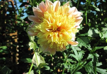 A perfect day at Edmonton garden 38 - photography, yellow, green, garden, flowers, dahlia