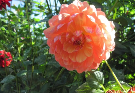 A perfect day at Edmonton garden 44 - Dahlia, Flowers, garden, red, green, photography, orange