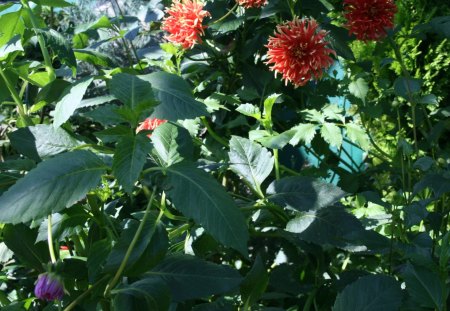 A perfect day at Edmonton garden 46 - garden, flowers, dahlia, photography, leaves, orange, green