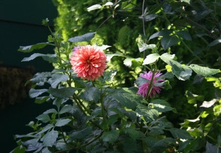 A perfect day at Edmonton garden 48 - garden, pink, flowers, dahlia, photography, leaves, orange, green