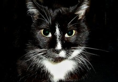 Teeners - The Rotten Cat, Deceased 2007, Tuxedo Cat, Loves to Growl