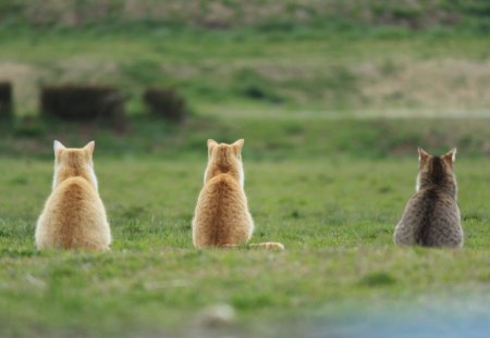 Cats - paws, face, pretty, cute, beautiful, kitty, cats, kitten, lovely, cat face