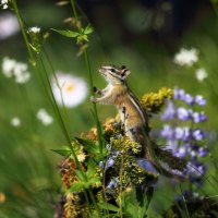 Cute Chipmunk