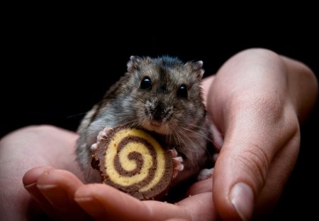 Hamster - animal, hand, cake, hamster