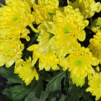 Lemon Yellow Blooms