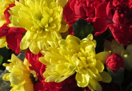 Scarlet & Lemon Blaze - blooms, flowers, flora, petals