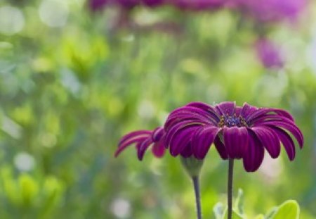 Purple Flower - nature, purple, soft, wallpaper, flowers, my love, new