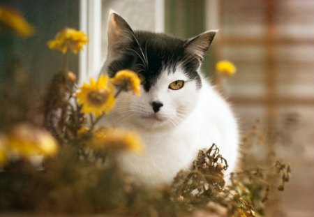 Cute cat - kitty, animals, cute, pet, flowers, cat