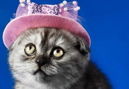 Am I Cute? - funny, cute, pink hat, cat, animals, kitty