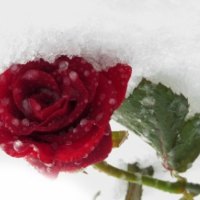 Rose In Snow