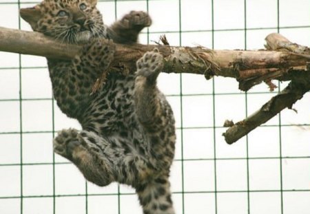 hanging around - tree, leopard, playing, baby