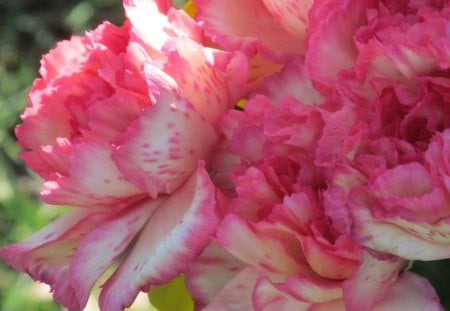 Tinges - blooms, flowers, plants, carnations