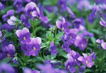 Spring - nature, pansy, purple, blue, green, violets, flower, spring