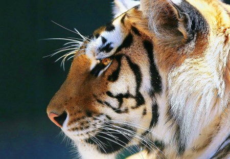 Tiger - close, face, animal, Tiger