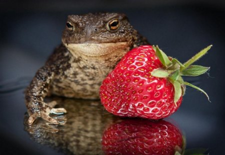 Toad And Strawberries - toad, strawberry, funny, animals, cute, fruit