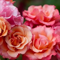 Beauty Roses