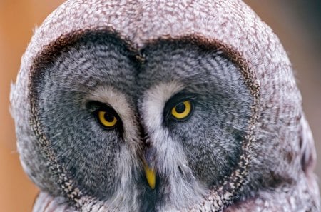 Owl - beauty, yellow eyes, nature, animal, owl, bird