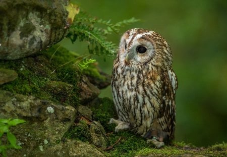 Little cutie - owl, bird, animal, nature, green, cute, little