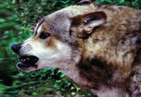 Angry Wolf - portrait, teeth, predator, wild