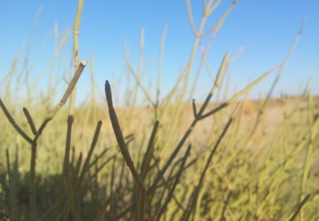 Desert plants - algeria, nature, plant, desert