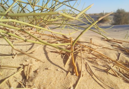 Dead Leafs on sand - plant, desert, sand, algeria