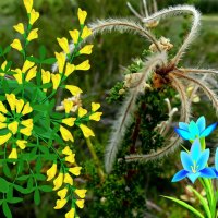 Lake Wild Flower