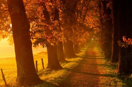 Autumn country road - Trees, Grass, Autumn, Path, seasons