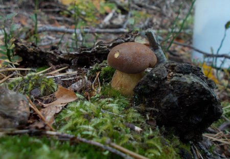 Mushroom - moss, Forest, Nature, mushroom