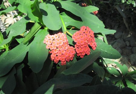 A marvelous day at Edmonton garden 07 - red, flowers, photography, leaves, green