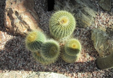 A marvelous day at Edmonton garden 09 - garden, rocks, flowers, photography, stones, cactus, green