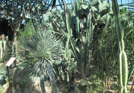 A marvelous day at Edmonton garden 20 - garden, flowers, photography, cactus, green