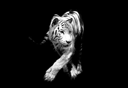 Queen - black, white, queen, tiger, animals