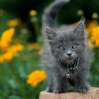 Grey Little Cat